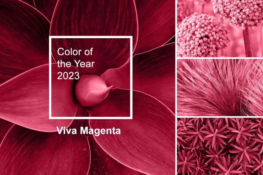 Сolor of The Year 2023 - Viva Magenta!