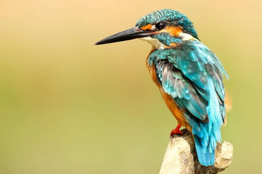 Bird Photography Tutorial: Expert Tips and Camera Settings for Stunning Avian Images